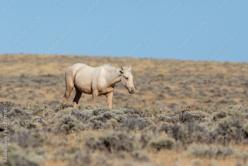 Fototapeta premium Wild horses in Wyoming