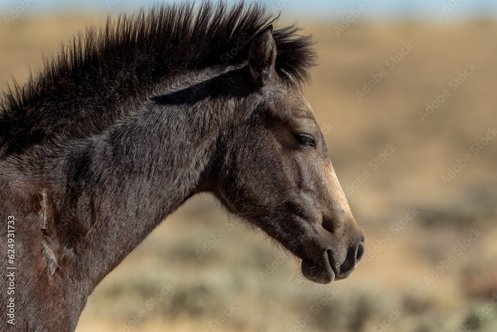 Fototapeta premium Wild colt horse in Wyoming