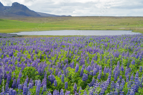 Lupine flower plants in Vik town in summer season in Iceland.
