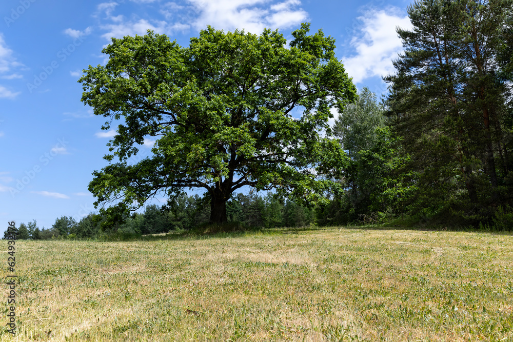 old tall oak with green foliage during drought old tall oak with green foliage during drought