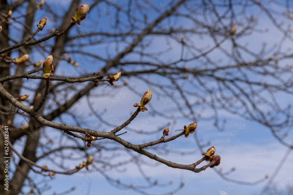 deciduous trees in the park in the spring season deciduous trees in the park in the spring season