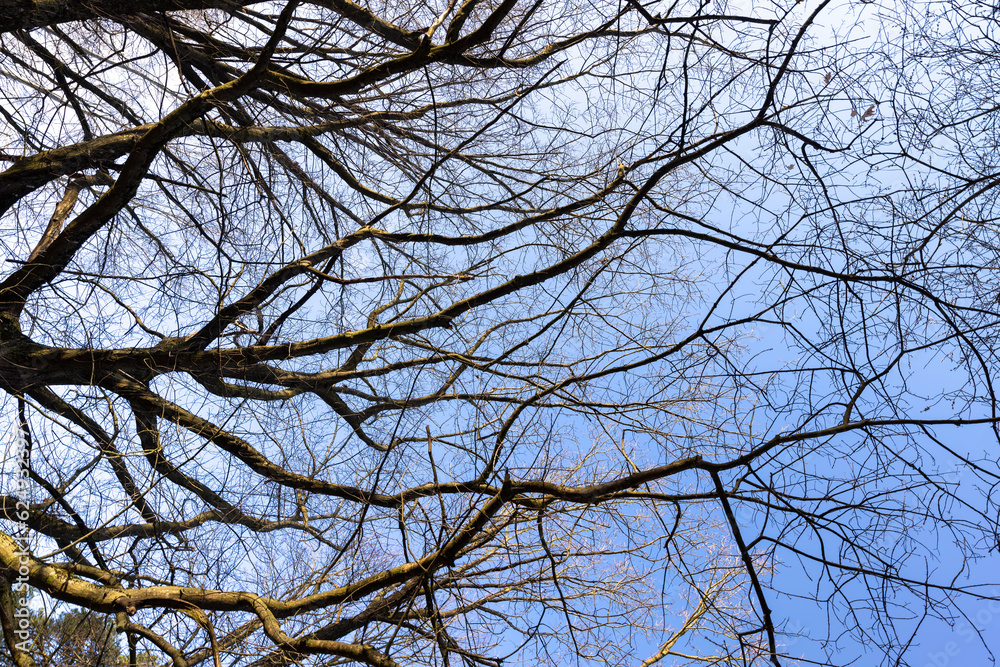 Bare trees in early spring in sunny clear weather Bare trees in early spring in sunny clear weather