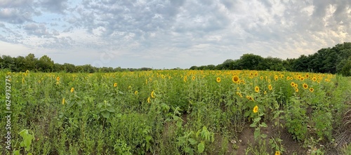 Beautiful Public Sunflower Near Hillsdale Kansas