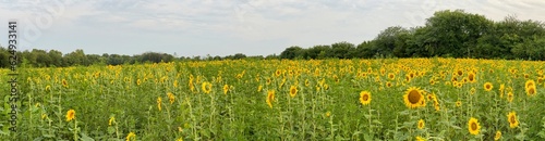 Beautiful Public Sunflower Near Hillsdale Kansas