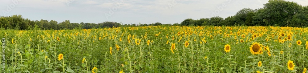 Beautiful Public Sunflower Near Hillsdale Kansas Beautiful Public Sunflower Near Hillsdale Kansas