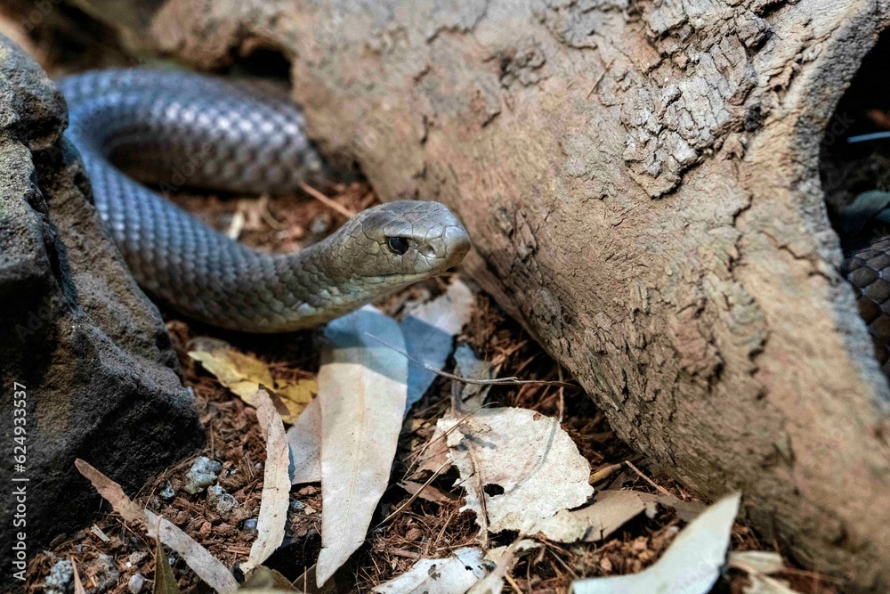 Fototapeta premium Eastern Brown Snake (Pseudonaja textilis)