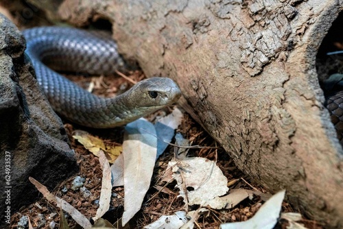 Eastern Brown Snake (Pseudonaja textilis) photo