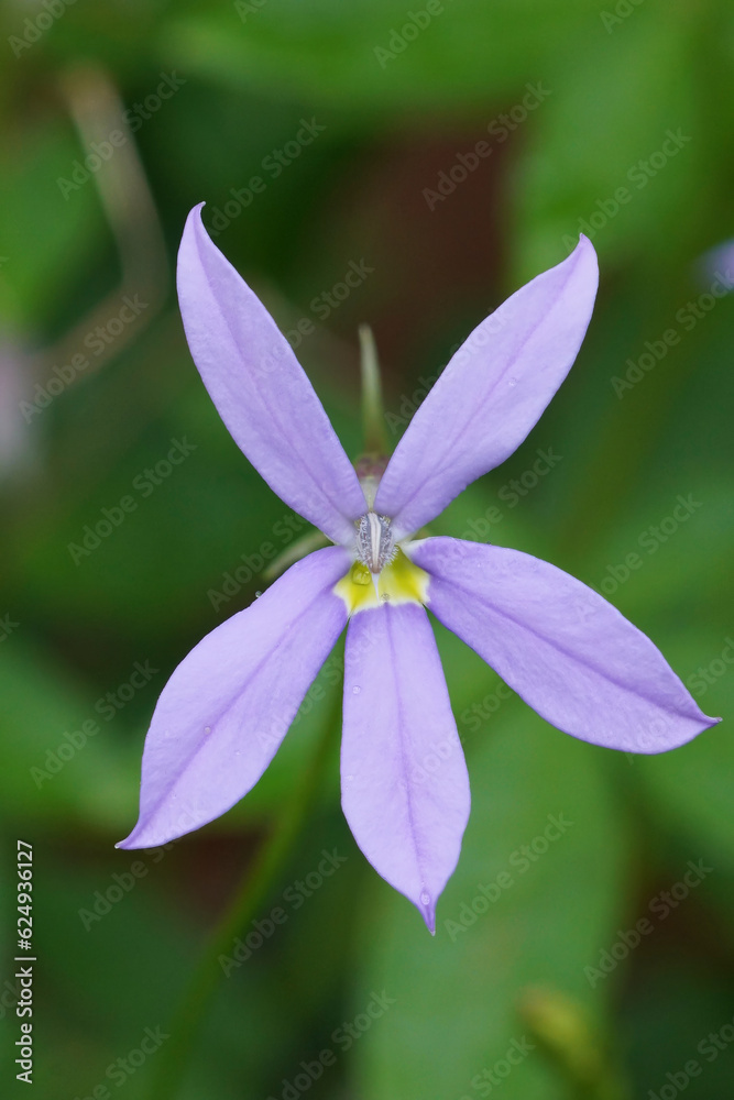Closeup on a popular ornamental but poisonous flower, Lithotoma axillaris with it's elegant mauve flowers and unusual foliage Closeup on a popular ornamental but poisonous flower, Lithotoma axillaris with it's elegant mauve flowers and unusual foliage