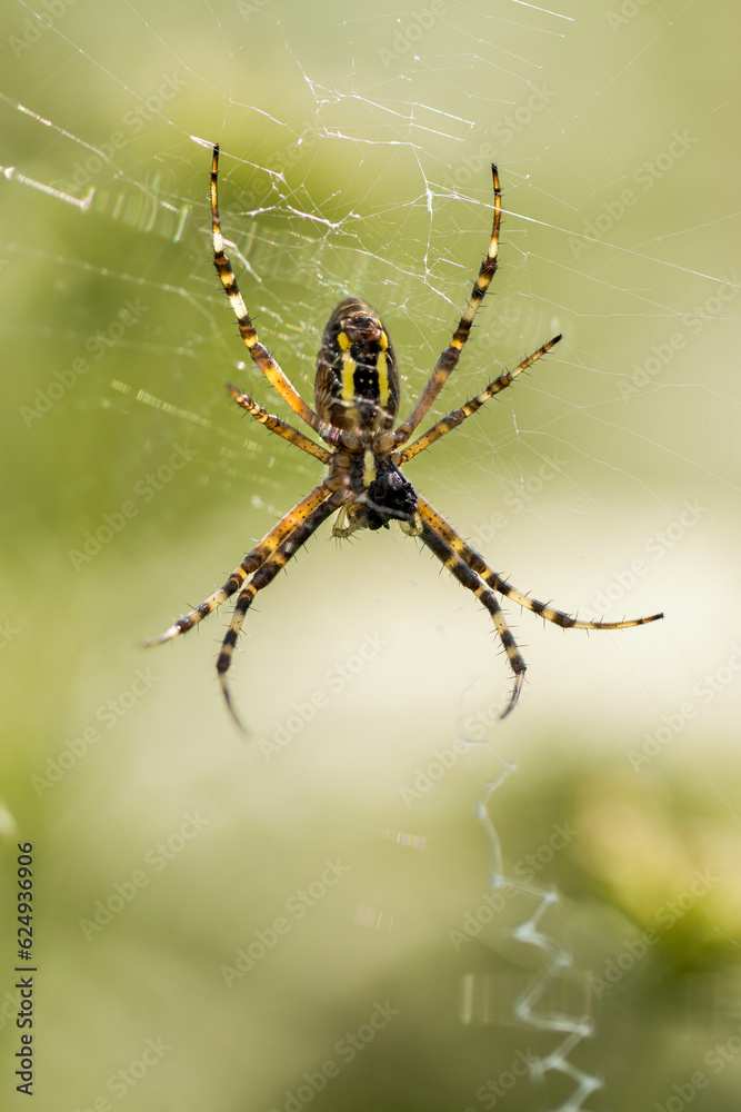 Wespenspinne (Argiope bruennichi) in ihrem Spinnennetz Wespenspinne (Argiope bruennichi) in ihrem Spinnennetz