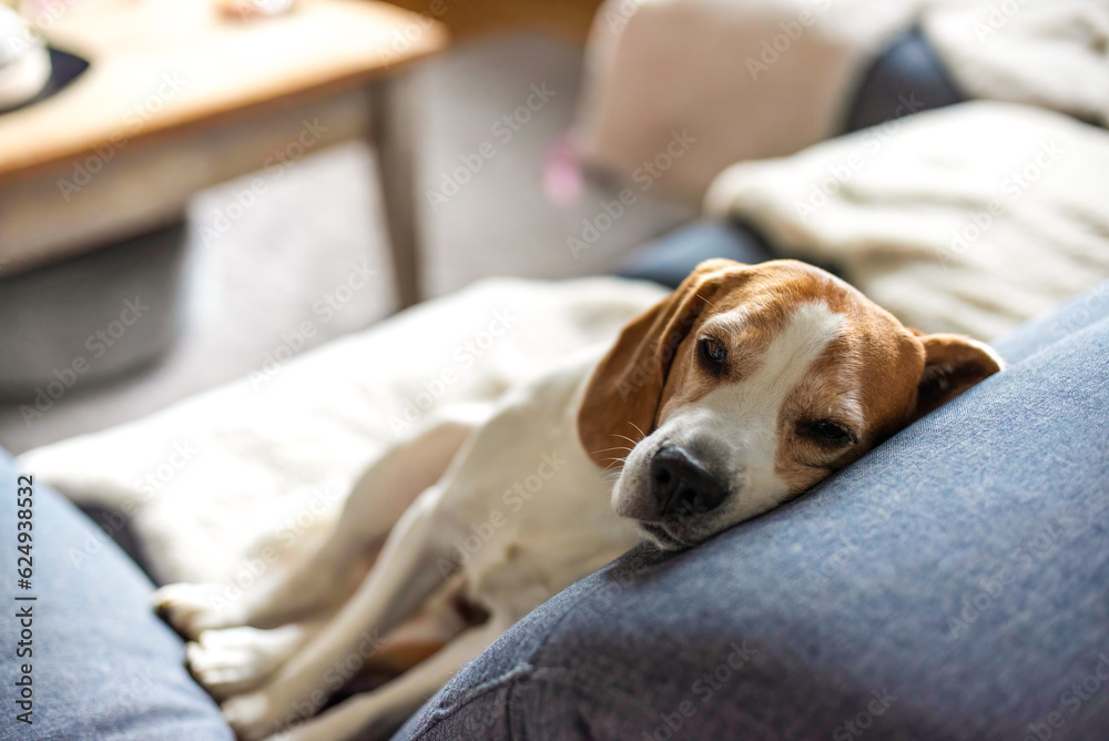 Beagle dog tired sleeps on a couch indoors. Bright sunny interior. Canine theme.