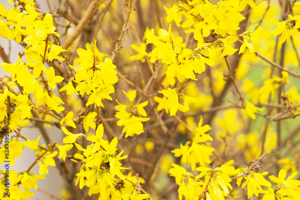Yellow blooming forsythia bush in spring. Close up of bloom yellow flowers on a grey background.