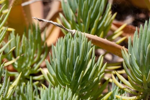 Leaves of a Narrow Leaf Chalkstick, Senecio vitalis photo