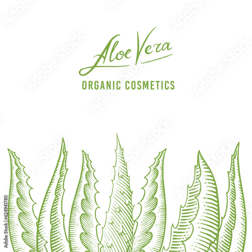 Aloe vera poster or banner. Sketch of Plant and bunch. Ingredient for herbal medicine or cosmetics. Hand drawn Vintage ink sketch. Products for label, advertesment, typography or banner, poster 
