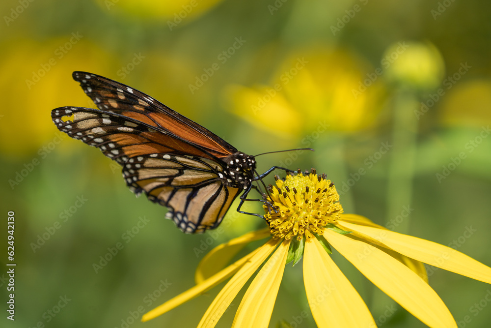 Fototapeta premium Close-up of monarch butterfly (Danaus plexippus ) gathering nectar from yellow wild sunflower