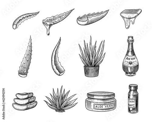 Aloe vera set. Sketch of Plant and bunch and leaves. Ingredient for herbal medicine or cosmetics. Hand drawn Vintage ink sketch. Products for label, advertesment, typography or banner, poster 