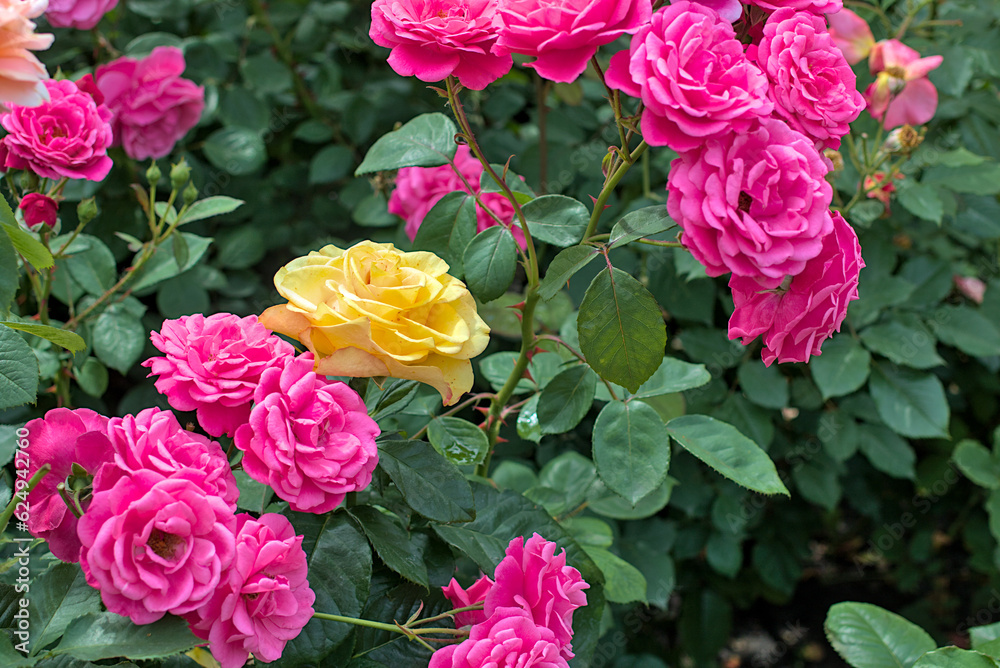 Bright roses in a flower bed in a city park. Close-up. On open air.