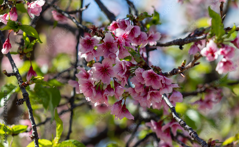 The enchanting beauty of cherry trees. The enchanting beauty of cherry trees.