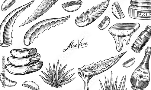 Aloe vera set. Sketch of Plant and bunch and leaves. Ingredient for herbal medicine or cosmetics. Hand drawn Vintage ink sketch. Products for label, advertesment, typography or banner, poster 