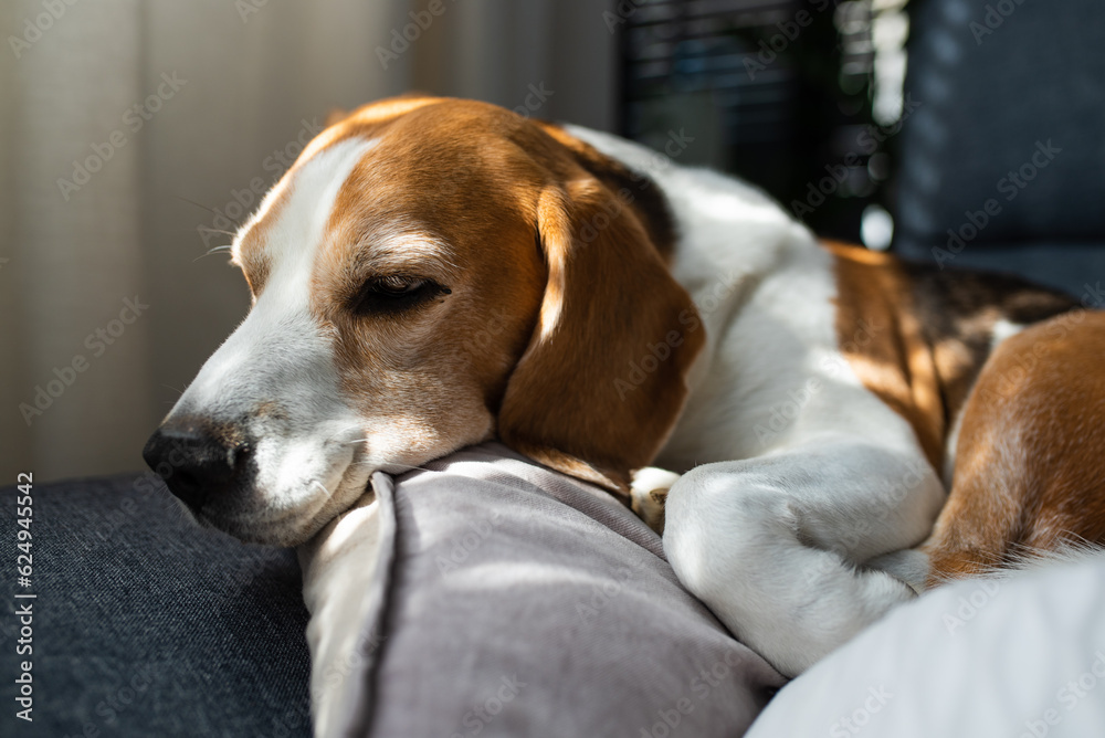 Beagle dog tired sleeps on a couch indoors. Bright sunny interior. Canine theme.