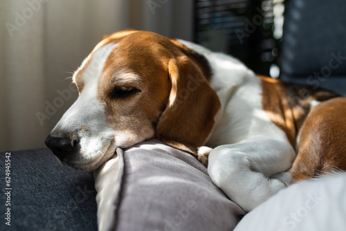 Beagle dog tired sleeps on a couch indoors. Bright sunny interior. Canine theme.