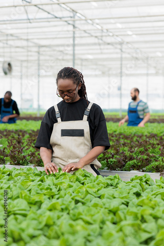 African american farm worker using organic method of eliminating harmful pests from green lettuce hydroponic plantation crops without using pesticides. Eco friendly sustainable greenhouse