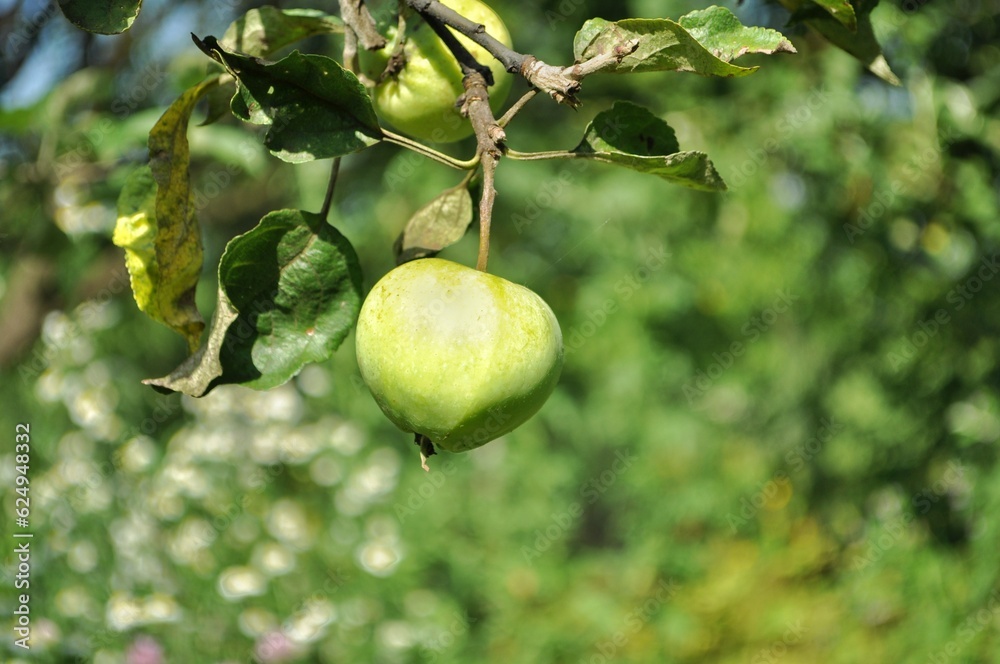 organic apple on a tree