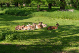 Herd of Deer resting on the grass o a sunny day