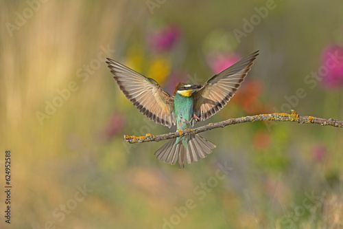 A European Bee-eater lands on a branch with an insect in its mouth.