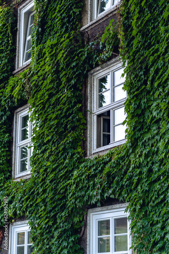 Close-up of green creeper plants on the facade of an old building. Spilimbergo, Pordenone province, Friuli-Venezia Giulia, Italy, Europe.