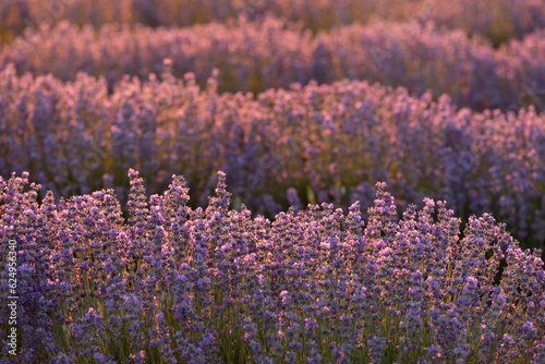 Canvas Print Lavender bushes closeup on sunset