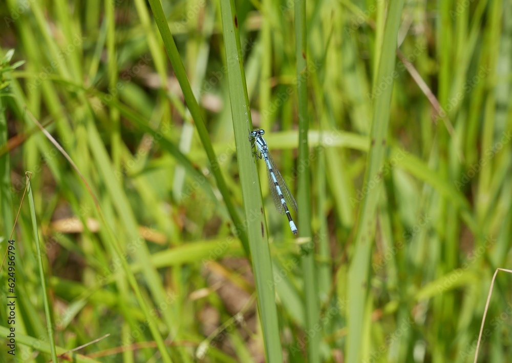 A spear-bearing dragonfly on a green blade of grass on a sunny summer day. A predatory blue insect rests on a stalk near a pond. A spear-bearing dragonfly on a green blade of grass on a sunny summer day. A predatory blue insect rests on a stalk near a pond.