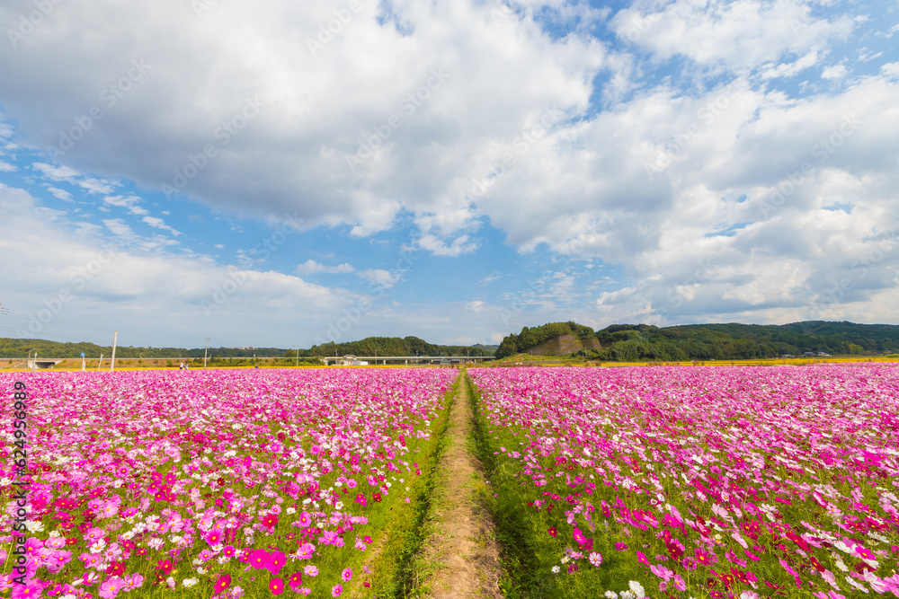 青空とコスモス畑（大分県中津市）