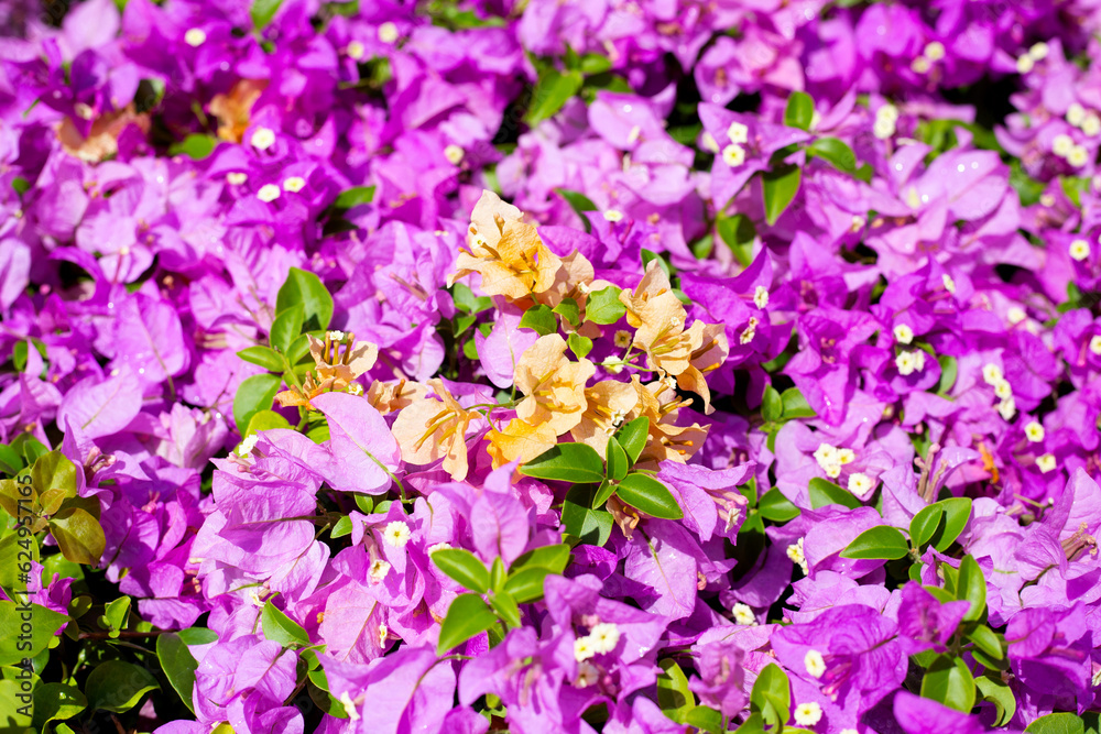 Beautiful bougainvillea flowers with green leaves