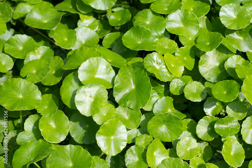 Centella asiatica (gotu kola). Fresh green leaves herb background. © Bowonpat