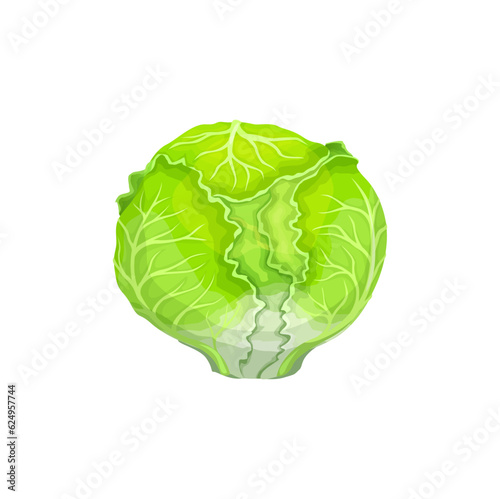 Cartoon iceberg lettuce salad vegetable. Agriculture harvest, vegetarian food or organic farm ripe veggie harvest. Farming market isolated vector fresh vegetable, iceberg lettuce veggie