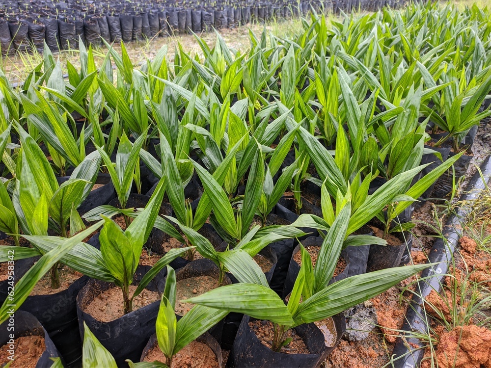 Obraz premium oil palm nursery in south kalimantan - indonesia