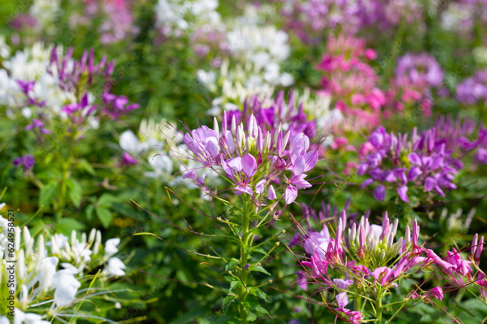 Cleome spinosa flower in the park Cleome spinosa flower in the park