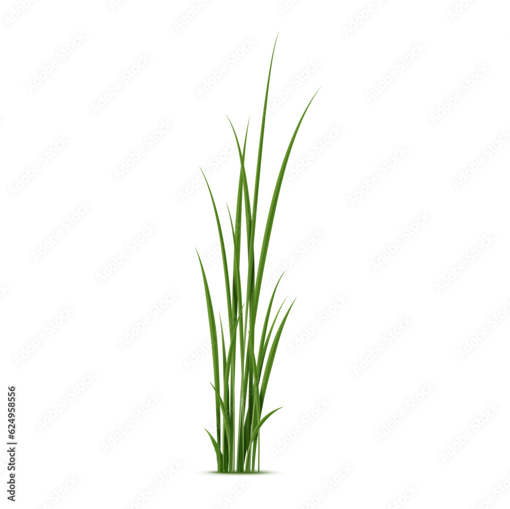 Realistic reed, sedge and grass. Isolated 3d vector type of grass that grows in wet and marshy areas, characterized by strong stems and tall narrow leaves