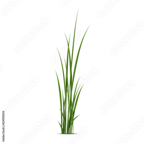 Realistic reed, sedge and grass. Isolated 3d vector type of grass that grows in wet and marshy areas, characterized by strong stems and tall narrow leaves
