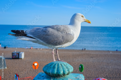 UK, Brighton, 18.07.2023: most common birds you can meet in Brighton is this type seagulls photo