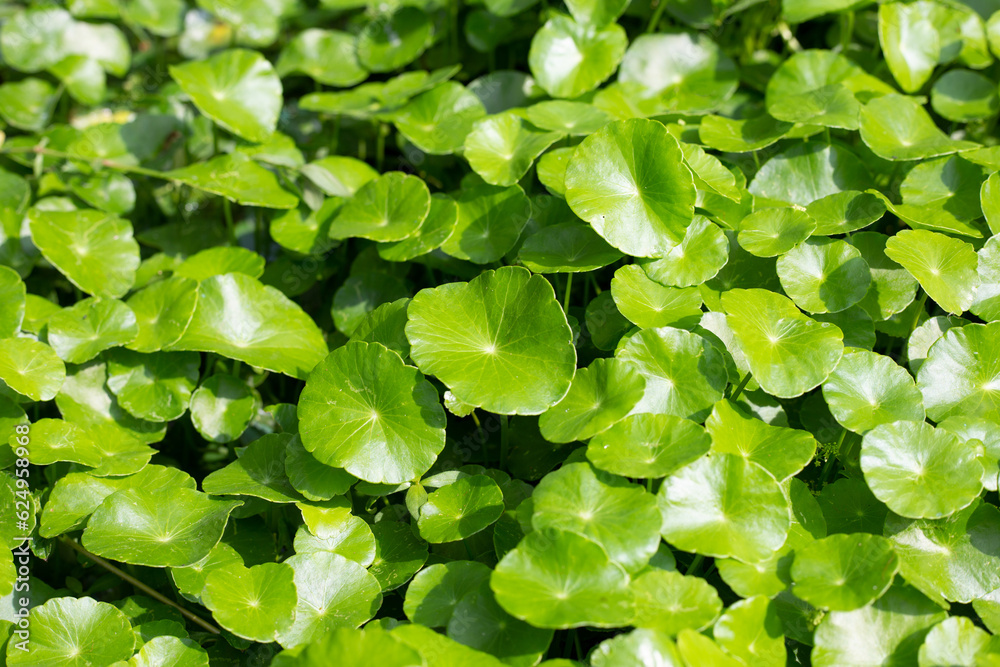 Centella asiatica (gotu kola). Fresh green leaves herb background. Centella asiatica (gotu kola). Fresh green leaves herb background.
