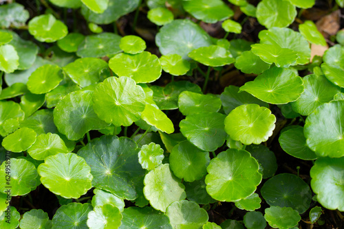 Centella asiatica (gotu kola). Fresh green leaves herb background.