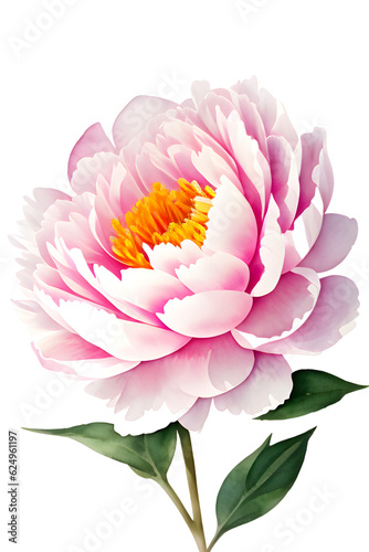 amazing watercolor painting of a Peony on a white background png