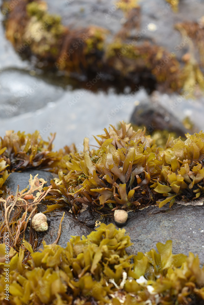 seaweed on the rocks, monhegan island maine seaweed on the rocks, monhegan island maine