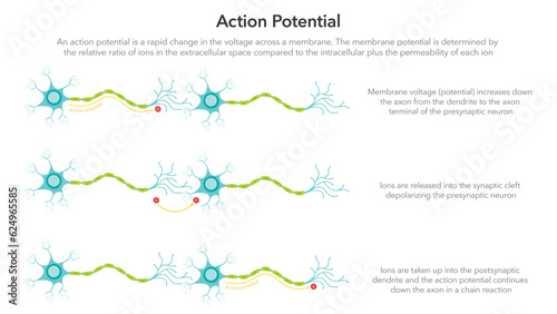 Action Membrane Potential science vector illustration diagram