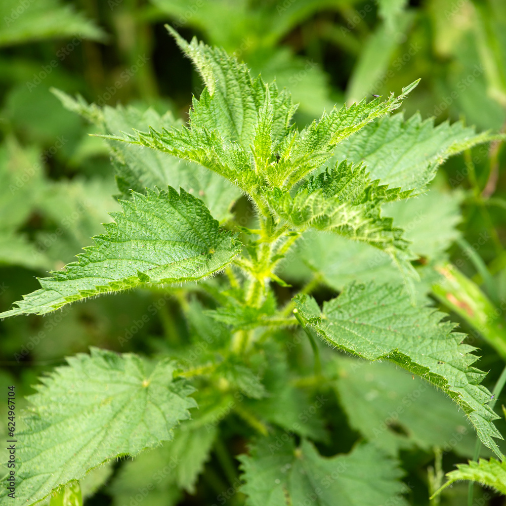 Organic nettle plant in the garden - Urtica Organic nettle plant in the garden - Urtica