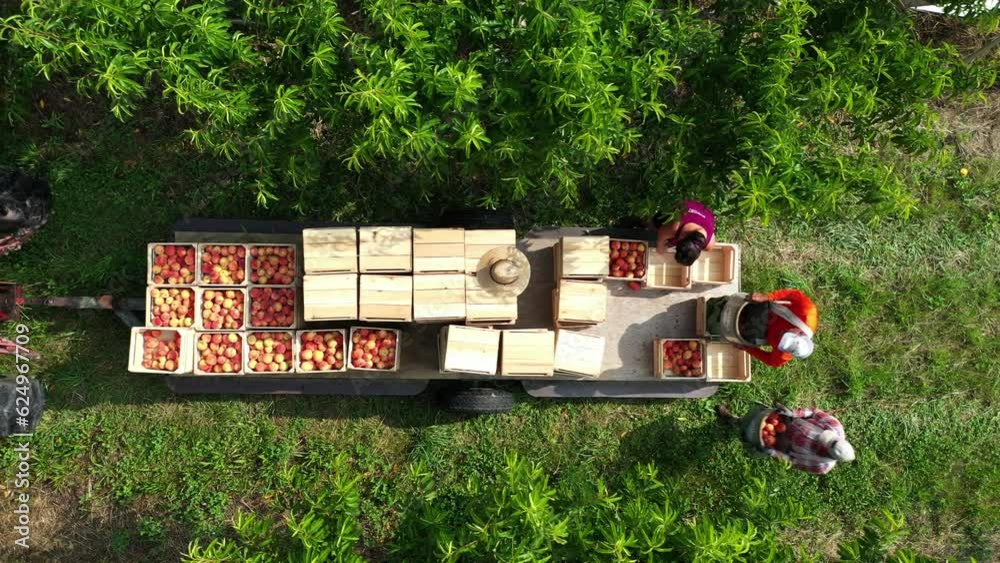Closeup aerial view of trailer in peach orchard as farmers pick and sort fruit from the trees during the harvest.