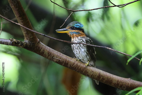 Spotted wood kingfisher (Actenoides lindsayi) in Luzon island, Philippines © feathercollector