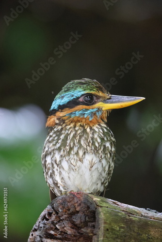 Spotted wood kingfisher (Actenoides lindsayi) in Luzon island, Philippines