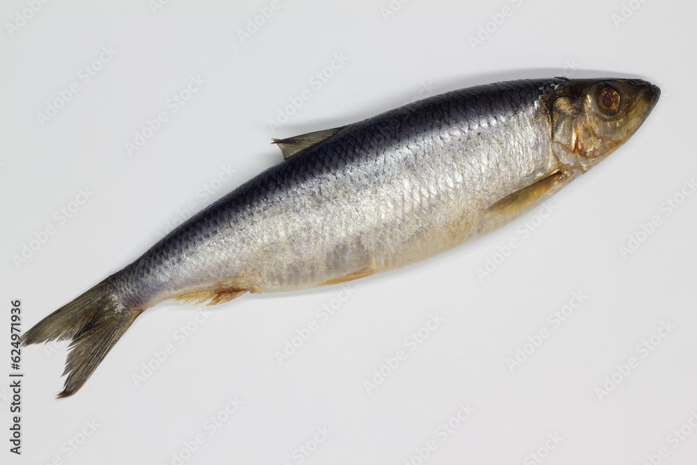 Herring on a white background. Isolated. Whole Salty fish. Salted herring. Successful marine fishing. Sea catch of fishermen. Delicious juicy ocean food. Freshness and seafood. Close-up. Top view Herring on a white background. Isolated. Whole Salty fish. Salted herring. Successful marine fishing. Sea catch of fishermen. Delicious juicy ocean food. Freshness and seafood. Close-up. Top view